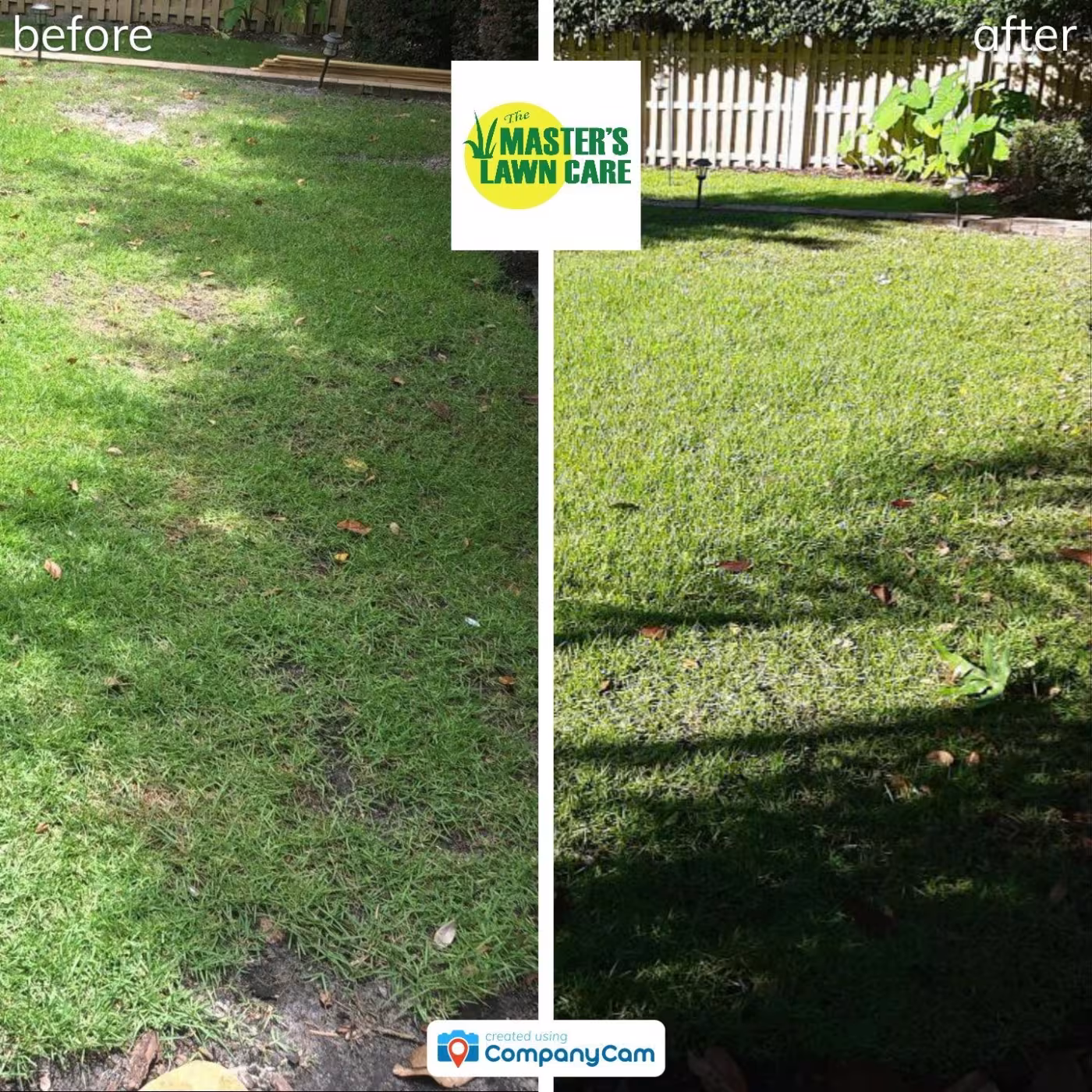 From Dying to Lush and Green lawn before and after