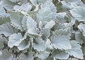 dusty miller