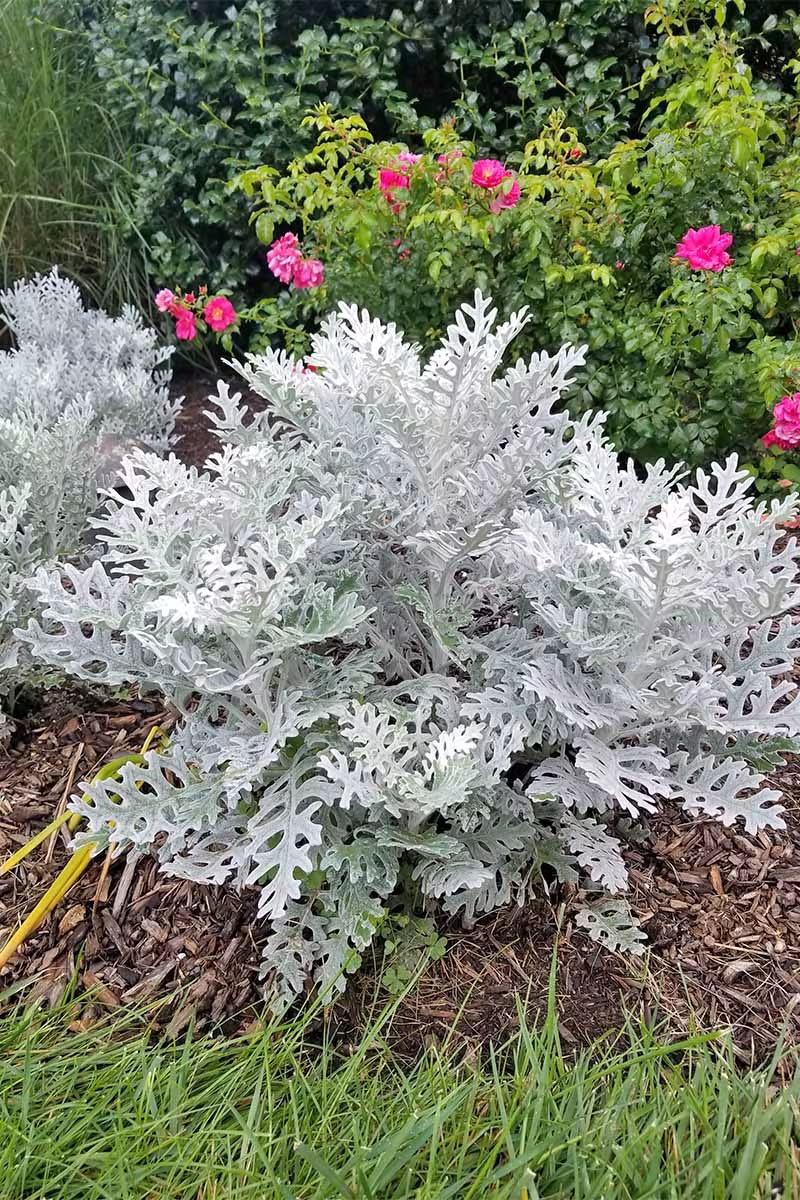 dusty miller