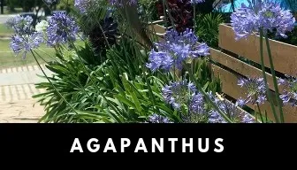 Agapanthus plant