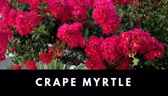 Crape myrtle plant