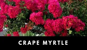 Crape myrtle plant