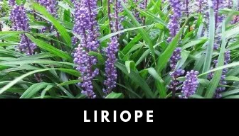 lilirope plant