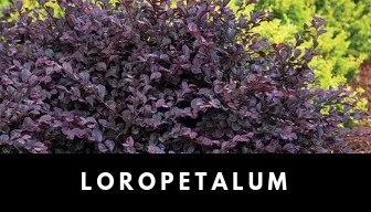 Loropetalum plant