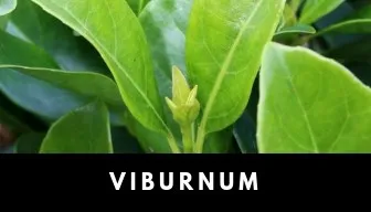 viburnum plant