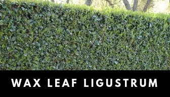 Wax Leaf Ligustrum plant