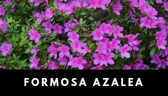 azalea plant