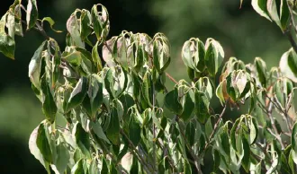 drooping plants