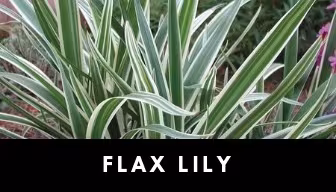 flax lily plant