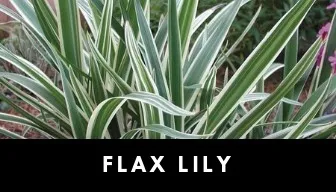 flax lily plant