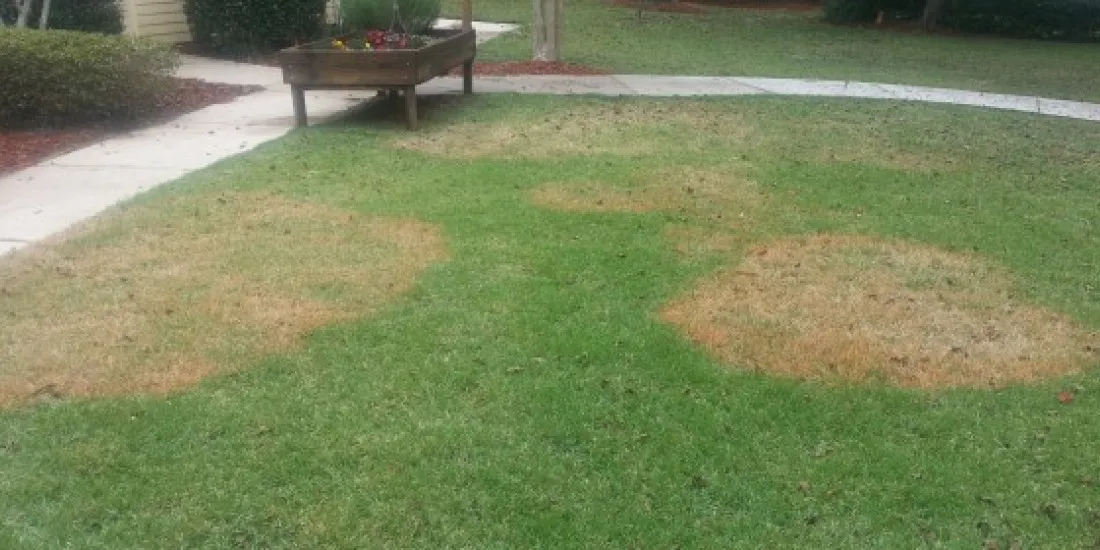 brown patch fungus in lawn