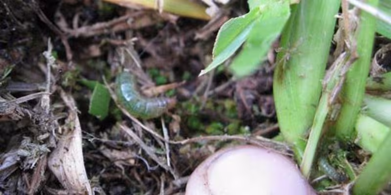 caterpillar in turf grass