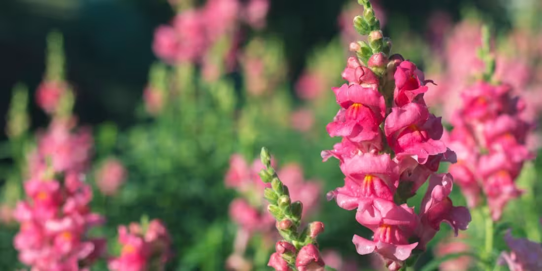 pink flowering plant