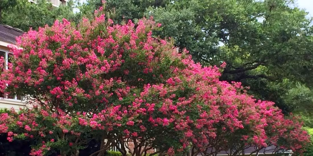 red crape myrtle in bloom