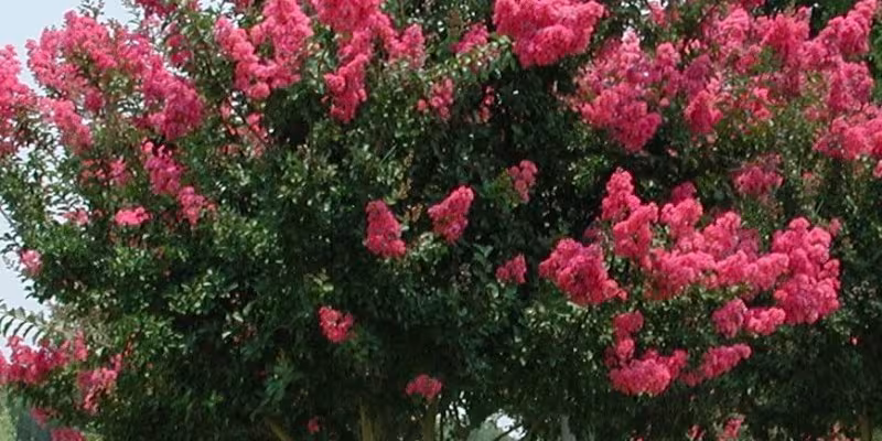 Crape myrtle tree