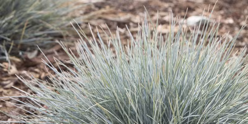Elijah Blue Ornamental Grass