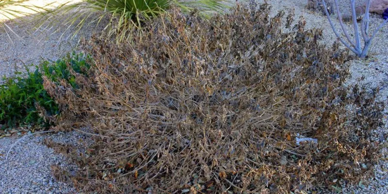 frost damaged lantana