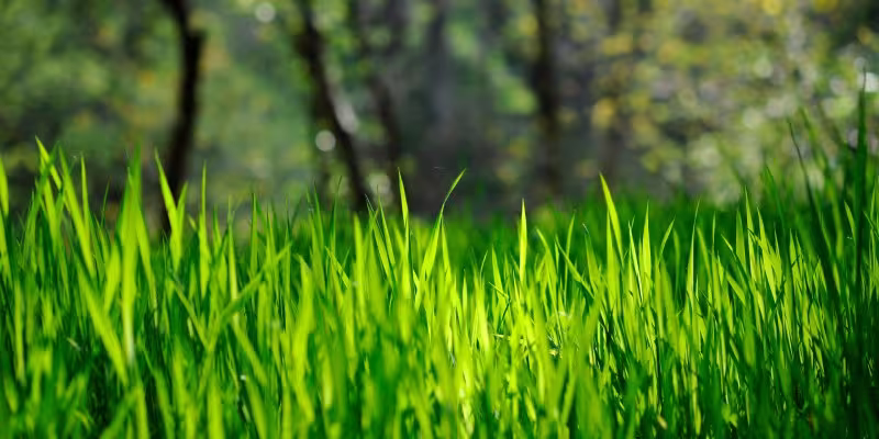 green grass