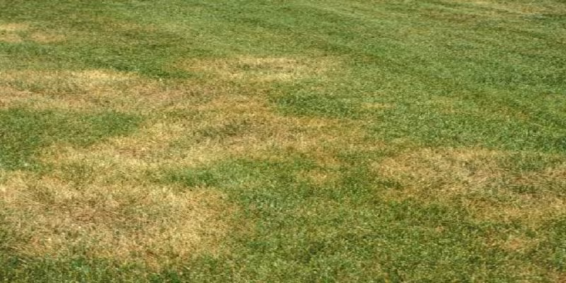 patchy colored turf with lawn disease