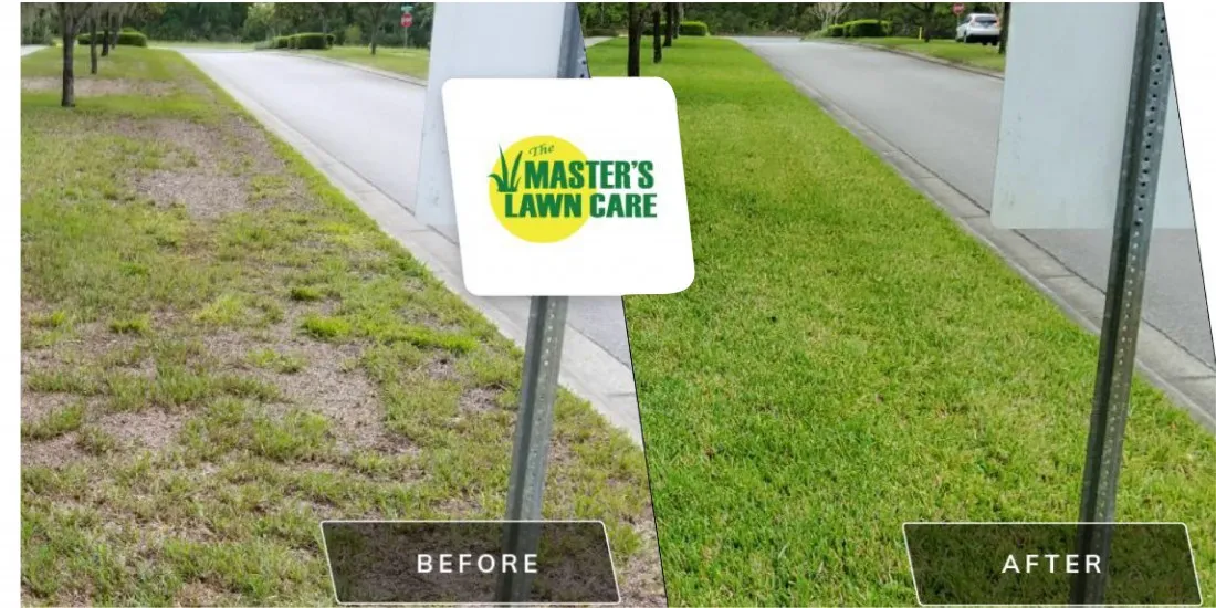 lawn health renovation before and after