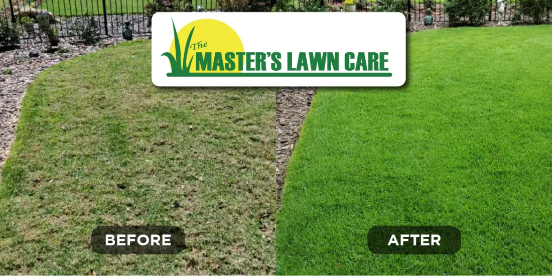 lawn health renovation before and after