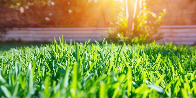 sunset reflection on grass