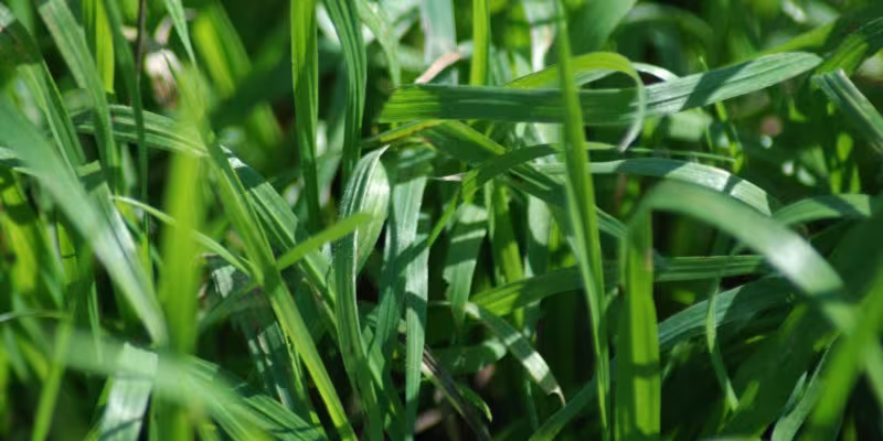st.augustine grass