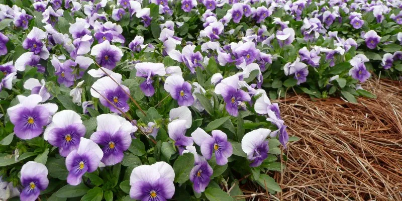 viola flowers