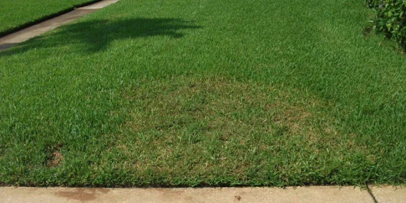 webworm damaged turf grass