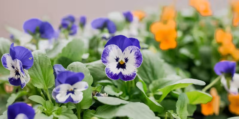 winter violas