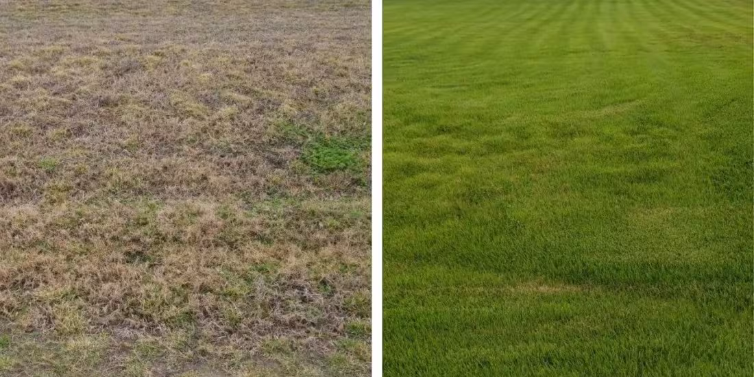  Zoysia Lawn spreads from Plugs to Picture of Perfection