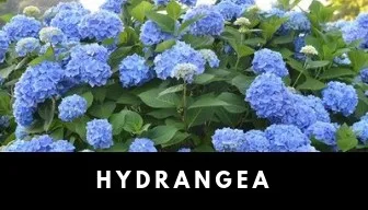 hydrangea plant