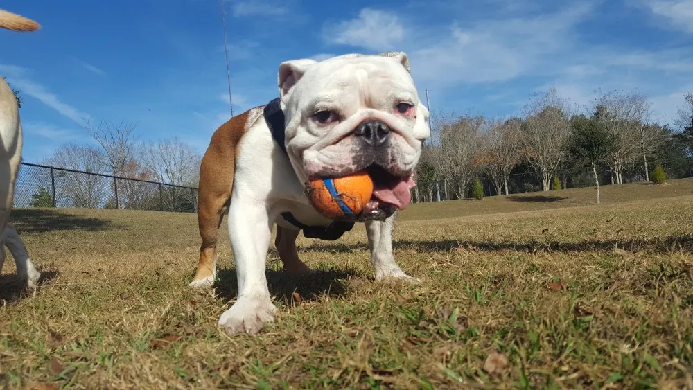 munson the dog with chew toy