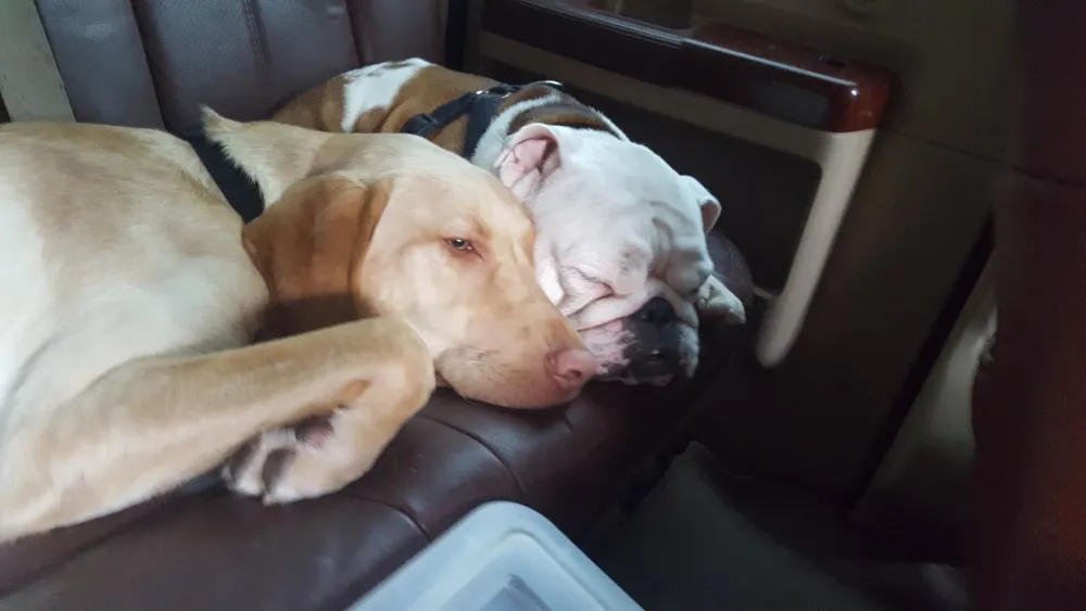 two sleeping dogs