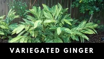 variegated ginger plant
