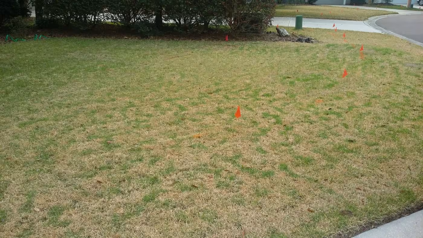 unhealthy leopard print zoysia lawn