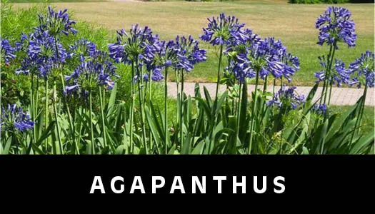 agapanthus