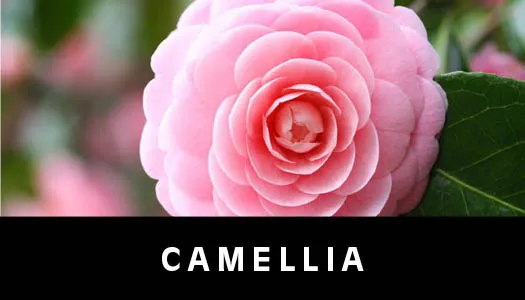 camellia