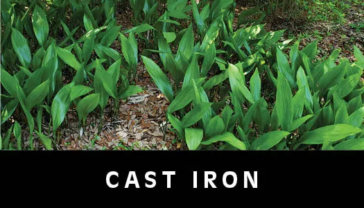 cast iron plant landscape