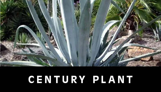 century plant