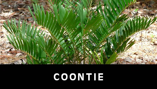 coontie