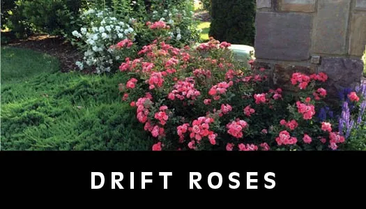 drift roses