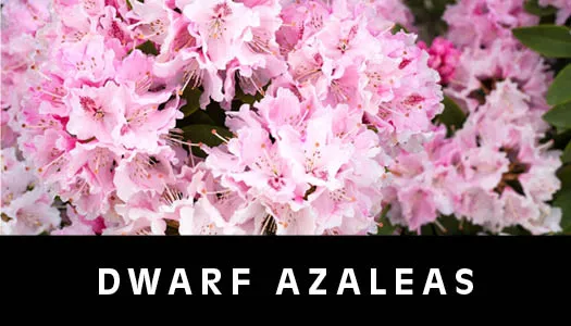 dwarf azalea
