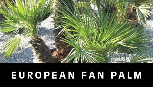 European fan palm