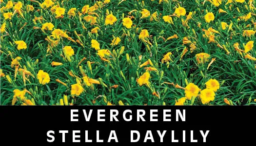 evergreen stella daylily