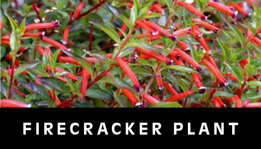 firecracker plant