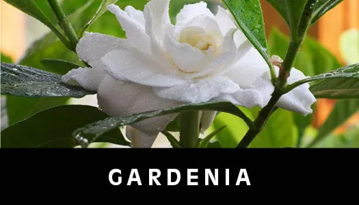 gardenia