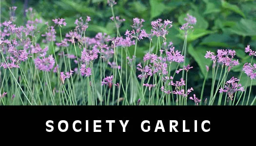 society garlic