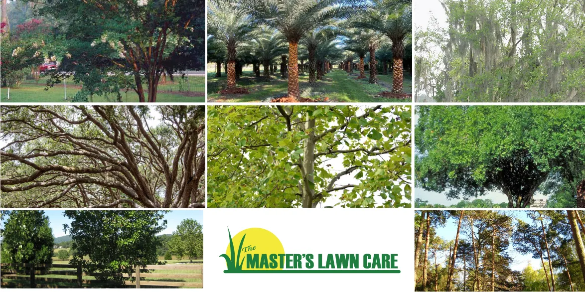 North Florida Landscape Shade Trees