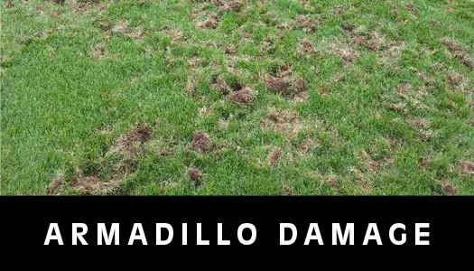 armadillo damage